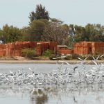 Ecolodge de Palmarin